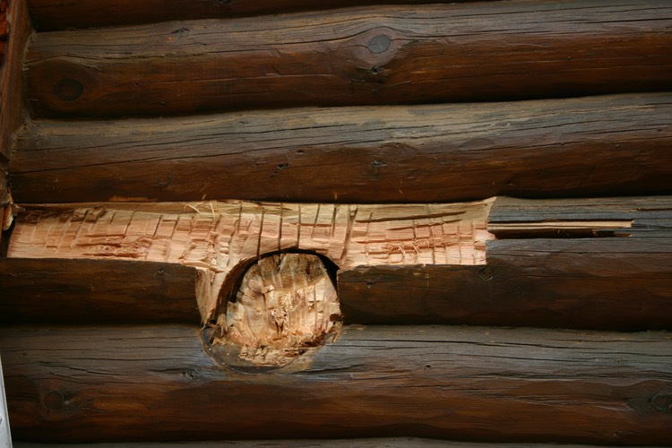 This log shows an example of failed stain where an oil based stain was applied trapping moisture and this shows the remaining wood which is in good shape so only a piece of log needs to be replaced.  There is no reason to replace an entire log when only 15 to 20 percent is damaged.